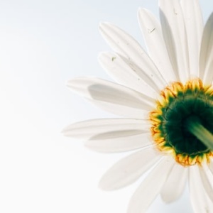 flower open.jpg